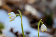 © Brinja - Beautiful snowdrop flowers blooming in the forest. Early spring.