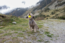 Perro De Agua Saltando Para Coger Su Pelota En Lo Alto De La Montaña.