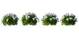 Hydrangea arborescens annabelle bush shrub isolated png on a transparent background premium cutout 