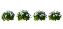 Set Of Hydrangea Arborescens Annabelle Bush Shrub Isolated Png On A Transparent Background Perfectly Cutout 