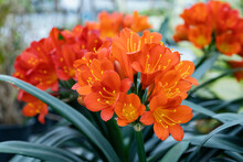Clivia Miniata, The Natal Lily Or Bush Lily. It's Native To South Africa But It Is A Popular Houseplant Worldwide. This Plant Produces Orange Flowers.