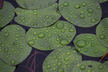 Raindrops On Lilypads 