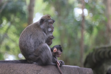 Wall Mural - monkey family cleaning grooming wild park