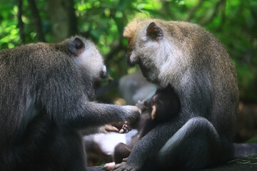 Wall Mural - monkey family cleaning grooming wild park