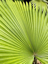 Palm Leaf Texture For Spring And Summer Background. Tropical Green Leaves Background And Texture. Botany Green Banner
