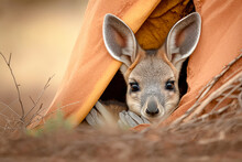 A Curious Baby Kangaroo Peering Out Of Its Mother's Pouch In The Australian Outback - Generative AI