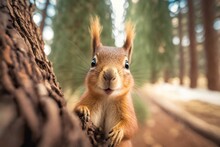 Cute, Curious Squirrel Climbing Down The Trunk Of A Pine Tree And Looking At The Camera With A Smile. View From Below, With Only Some Of The Branches In Sharp Focus And The Rest Out Of Focus