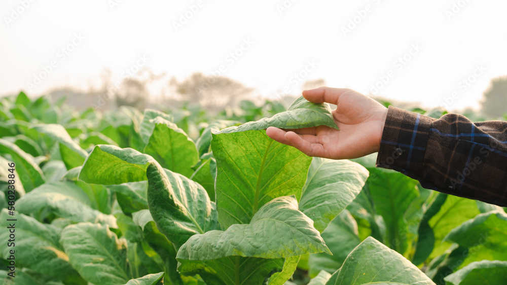 tobacco 250g Pueblo Classic Additive Free Hand Rolling Tobacco