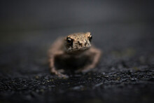 Close-up Portrait Of Frog On Wet Road
