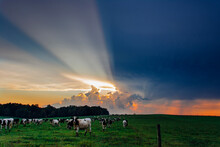 Cows Grazing On Grassy Field Against Dramatic Sky