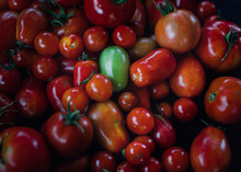 Close-up Of Shiny Tomatoes