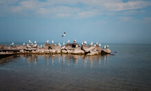 Seagulls Perching On Rocks At Lake Simcoe Against Sky