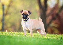 Portrait Of Pug Standing On Grassy Field At Park