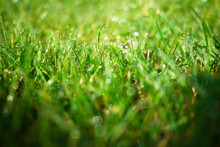 Close-up Of Wet Grass Growing On Field