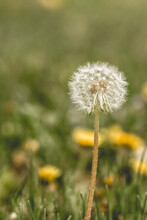 Close-up Of Dandelion Growing On Grassy Field