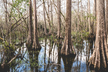 Bare Trees In Forest At Marco Island