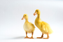 Ducklings Standing Over White Background