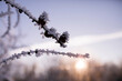 © Cavan Images - Close-up of frosted branches against sky during sunset