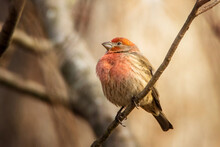 Close-up Of House Finch Perching On Branch