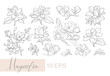 Vector graphic linear illustration of a sprig of magnolia flowers