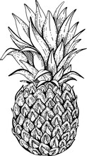 Pinapple Etch Vector. Pineapple Doodle Palm Sketch. Hand Drawn Vintage Black Line Illustration. Outline Draw Etching Ananas. Pinapple Retro Drawing. Pineapple Silhouette. Tropical Botanical Fruit Logo