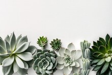 Minimalist Modern Banner Or Header With Succulent Plants On A White Surface With Lots Of Copyspace For Your Text - Top View/ Flat Lay