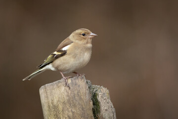 Aufkleber - A beautiful portrait of a female chaffinch, Fringilla coelebs, as she is perched on top of a post. The background is plain with copy space