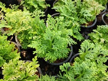 Selaginella Is A Spreading Groundcover Fern That Grows Quickly. Short Hairs Are Frequently Present Under The Leaves. No Fruit Or Flowers
