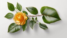  A Single Yellow Rose With Green Leaves On A White Background With A Shadow Of The Petals And Leaves On The Side Of The Image Is A Single Yellow Rose With Green Leaves.  Generative Ai