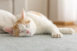 Domestic cat lying on the floor