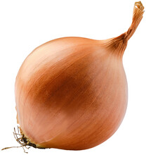 Bulb Of White Onion