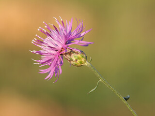 pink flower head of spotted knapweed plant, centaurea stoebe