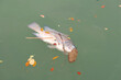 A fish that are dead In rotten water