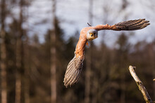 The American Kestrel (Falco Sparverius) Bounced Up To The Flight