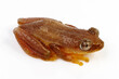 Fornasini's spiny reed frog, Greater leaf-folding frog // Kleiner Bananenfrosch (Afrixalus fornasini)