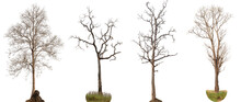 4 Dead Trees Or Dry Tree Collection Isolated On White Background.