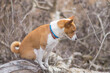 Basenji dog sitting on a white poplar tree branch at early spring and bethink about strange weather in Ukraine