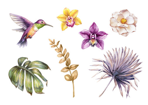 Wall Mural -  - watercolor botanical illustration. Set of tropical floral design elements. Orchid flowers, humming bird, palm leaf. Clip art collection isolated on white background