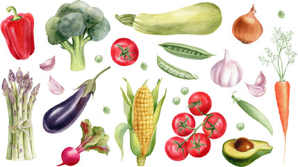 Watercolor vegetables set. Vegan healthy food.  Broccoli, tomato, carrot, pepper, asparagus, garlic, eggplant, zucchini, corn, green peas. Hand painted illustration isolated on transparent background