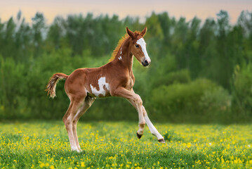 Wall Mural - Happy foal running in the field in summer