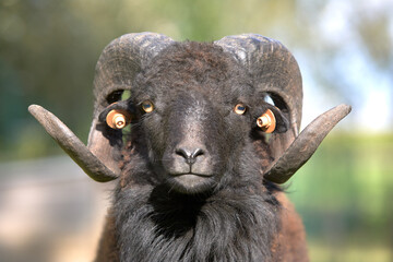 Closeup portrait of brown male ouessant sheep