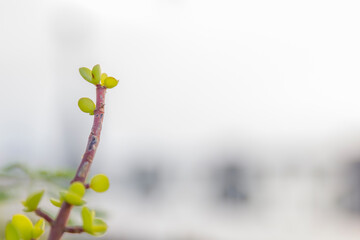 buds on a branch