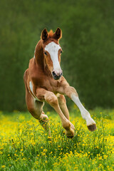 Wall Mural - Happy foal running in the field in summer