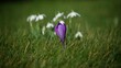 canvas print picture - spring crocus flower in Grass