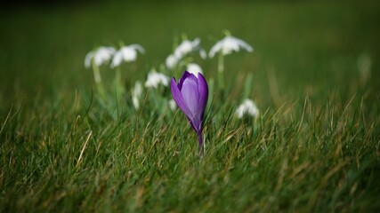 Wall Mural - spring crocus flower in Grass