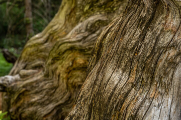 Sticker - Swirling Texture Of Tree Roots In Kings Canyon