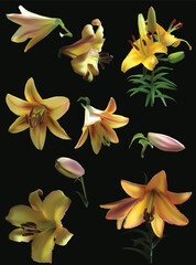 Poster - seven yellow lily blooms isolated on black