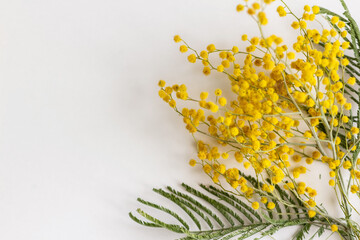 yellow fresh spring bouquet of mimosa on a white background. women's day. march 8. spring. easter.