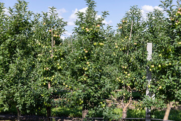 Apple orchard with a mature harvest of green apples