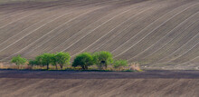 Plowed Fields And Green Trees